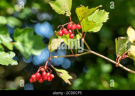 Wildrose (Viburnum opulus) mit roten Beeren in einer Hecke im Spätsommer, Frühherbst, UK Stockfoto