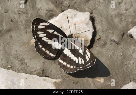 Gewöhnlicher Segelflieger-Schmetterling (Neptis sappho) in Ungarn, Europa Stockfoto