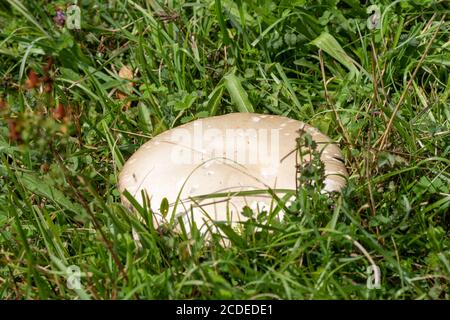 Essbare Feld Pilz (Agaricus campestris, auch als Wiesenpilz bekannt) wächst wild unter Gras im Frühherbst, Großbritannien Stockfoto