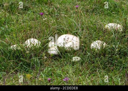 Essbare Feldpilze (Agaricus campestris, auch als Wiesenpilze bekannt), die im Frühherbst wild unter Gras wachsen, Großbritannien Stockfoto