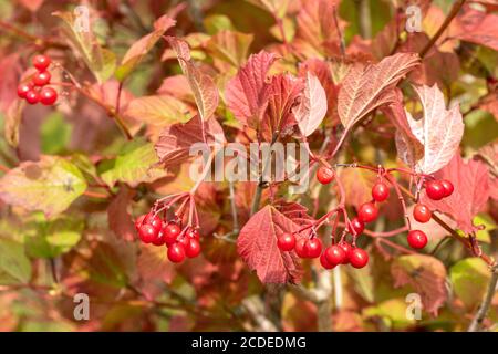 Wildrose (Viburnum opulus) mit roten Beeren und Blättern in einer Hecke im Spätsommer, Frühherbst, UK Stockfoto