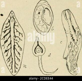 . Eine Einführung in die Zoologie : für die Nutzung von Gymnasien . 226 HIGH SCHOOL ZOOLOGIE. In der Regel haben zwei Sauger (Gattung Distomum), eine rund um den Mund, der andere auf der ventralen Oberfläche. Die Eier sind sehr zahlreich, denn nur eine sehr kleine Anzahl von ihnen kann mit den Bedingungen erfüllt werden, die für ihr ganzes Leben günstig sind. Sie geben nicht sofort der Distome-Form, sondern durch innere Knospung intermediate Bruten, die sich von der erwachsenen Form unterscheiden, und sind in einigen diflferenten Tier gefunden (Feige. L 153, S. Abb. 153.âDevelopmental Zyklus von Distomumhepaticum, âThe Leber-fluke von Schafen. (Nach Stockfoto