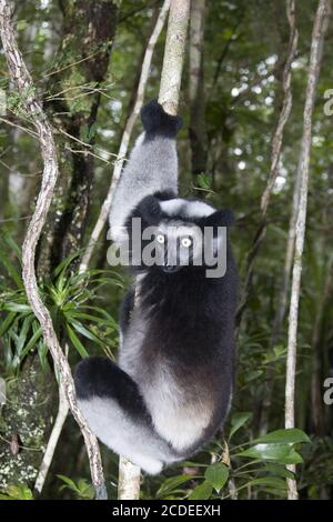 Indri, Madagaskar, Afrika, Babakoto Stockfoto