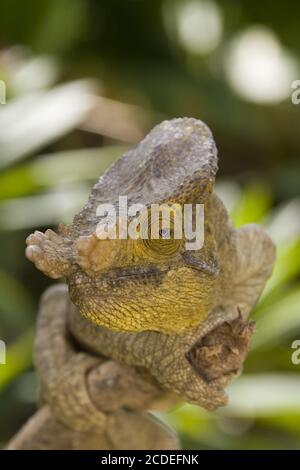 Calumma parsonii, parsons chamäleon Stockfoto