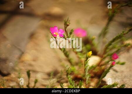 Im Sommergarten wachsen rosa purslane Blüten Stockfoto