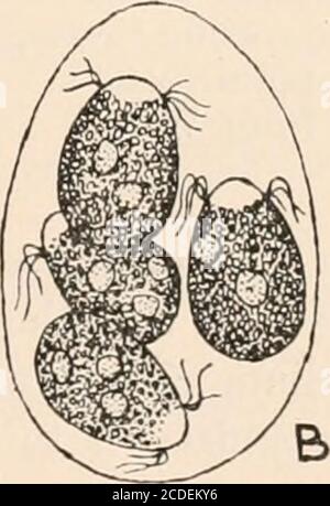 . Algæ. Vol. I. Myxophyceæ, Peridinieæ, Bacillarieæ, Chlorophyceæ, zusammen mit einer kurzen Zusammenfassung des Auftretens und der Verteilung von freshwat4er Algæ . Stockfoto