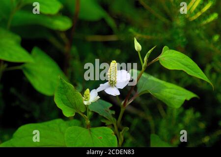 Cordata Blume und Blätter Stockfoto