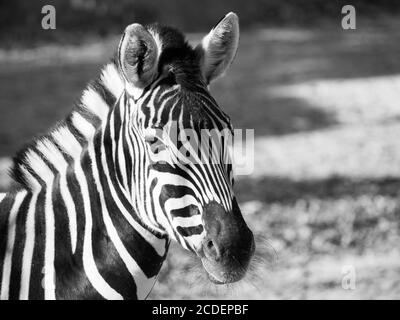 Nahaufnahme des Zebras von Chapman, Equus quagga chapmanni, in schwarz und weiß Stockfoto