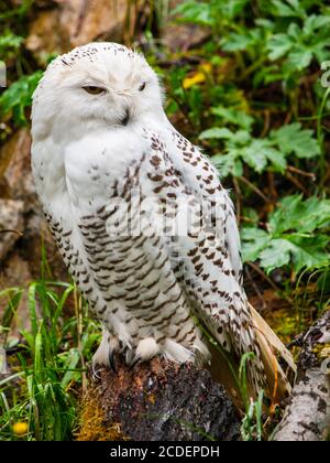 Schneeule, Bubo scandiacus, sitzt auf dem Baumstumpf Stockfoto