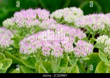 Sedum spectabile leuchtend rosa Steinbrotmassen winziger sternähnlicher Blüten Auf abgeflachten Köpfen Stockfoto