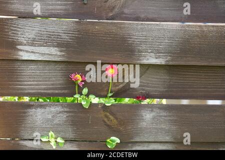 Nahaufnahme Fokus Aufnahme von entzückenden Gänseblümchen Blumen gucken durch ein Spalt im Holzzaun Stockfoto