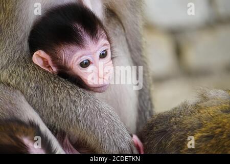 Nahaufnahme niedlichen Baby vervet Affen mit ihrer Mutter Stockfoto