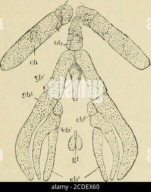 . Eine Einführung in die Zoologie : für den Einsatz von High Schools . ule, aber die anderen Regionen sind nur membranös. Zwei neue Knochen sind vorgeschickt, das Squamosal und das Suspensorium auf jeder Seite, die auf der Außenseite der Otic-Kapsel liegen, und nehmen damit irgendwo die gleiche Position wie das pterotische und präoperculum ein. Der Meckels-Knorpel ist mit einem Zahnknorpel und einem inneren Splenialknochen furiert und wird durch das Suspensorium, einem Knorpel, der dem Hyomandibular und Quadrat des Wels entspricht, am Schädel aufgehängt. Teil der hyomandibulären HIGH SCHOOL ZOOLOGIE. 83 kann durch einen SM dargestellt werden Stockfoto