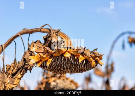 Trockener Sonnenblumenkopf mit reifen Samen gegen den Himmel Stockfoto