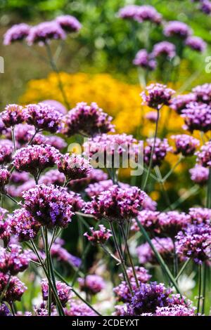 Argentinischer Eisenkraut-Garten Verbena bonariensis mehrjährige Sommerpflanze krautige Grenzkantenpflanze geeignet für eine englische Garten-Verbena-Pflanze Stockfoto