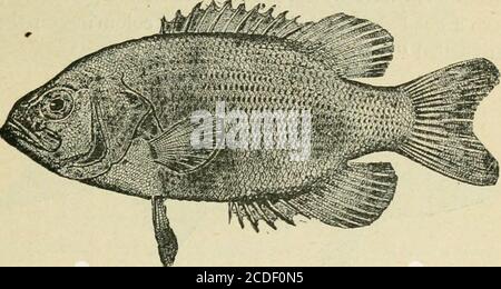 . Eine Einführung in die Zoologie : für die Nutzung von Gymnasien . Tvvo-Spined Stickleback. Asterosteus acvleatus.(U. S. F. C.) 17. Die charakteristischste Gruppe von Acanthopteri in unserer Region ist die der Suiifishes, Centrarchidse, als eine Art von welcher Familie der gemeinsame Rock Bass, Amhloplites ruijestris (Feige. 33), kann untersucht werden. Sie teilt sich den kurzen zusammengedrückt Körper des größten der Familie, der Mund ist groß und gut mit Zähnen versehen, denn alle sind fleischfressende und gefräßige Formen. Der Preop-ercle ist gezackt, der Operkel endet in zwei flachen Punkten. Die Rückenflossen sind konfluent, es sind elf hart Stockfoto