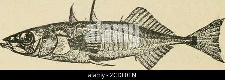 . Eine Einführung in die Zoologie : für die Nutzung von Gymnasien . Abb. 31. – Syngnathus (Pipe-Fish) und Hippocampus (Sea-Horse) (nach Brehm). Fi. 32. – Tvvo-Spined Stickleback. Asterosteus acvleatus.(U. S. F. C.) 17. Die charakteristischste Gruppe von Acanthopteri in unserer Region ist die der Suiifishes, Centrarchidse, als eine Art von welcher Familie der gemeinsame Rock Bass, Amhloplites ruijestris (Feige. 33), kann untersucht werden. Sie teilt sich den kurzen zusammengedrückt Körper des größten der Familie, der Mund ist groß und gut mit Zähnen versehen, denn alle sind fleischfressende und gefräßige Formen. Der Voriererkel ist gezackt, das Op Stockfoto