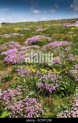 Meeresblüte Armeria maritima und Nierenziefer Anthyllis velneraria wächst auf dem Küstenpfad bei Bedruthan Steps in Carnewas in Cornwall. Stockfoto