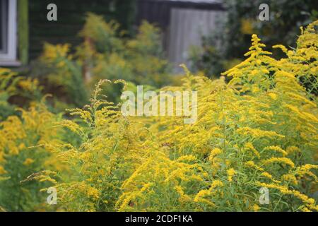 Goldrute leuchtend gelb blühenden Blumen Hintergrund in der Nähe von alten Dorfhaus. Stockfoto