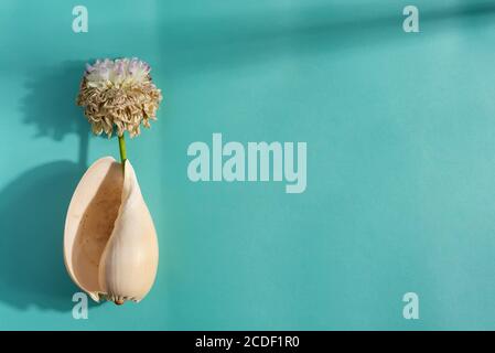 Dekoratives Set aus Muschelschale mit alter trockener, verwelkter Blume im Inneren mit weichem, langem Schatten auf türkisfarbenem Hintergrund, Kopierraum. Draufsicht. Stockfoto