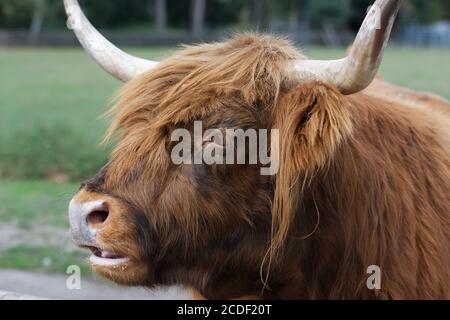 Portrait eines schottischen Hochlandrindes in einem Park in köln Stockfoto