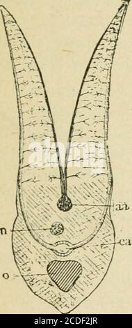 . Eine Einführung in die Zoologie : für die Verwendung von Gymnasien . eton der Kiemenbögen ; es bleiben die oft Teile wliich diese kleiden untersucht werden. Innerhalb thecavity des Mundes kann es bestimmte Tuberkel beobachtet werden, die in jedes andere passen, wenn die Kiemenspalten geschlossen werden, diese sind die Kiemenspalten; sie sind manchmal von der konsiderable Größe in anderen Fischen und können actas Siebe des Wassers, das durch die Spalten, über den Kiemen fließt. Auf der konvexen Seite befinden sich die Kiemenfilamente, disposedin zwei Iauen. (Abb. L 17, S. 51. Die Gefäße, welche die Kiemenfilamente versorgen, steigen in einem Groow auf die Bögen Stockfoto