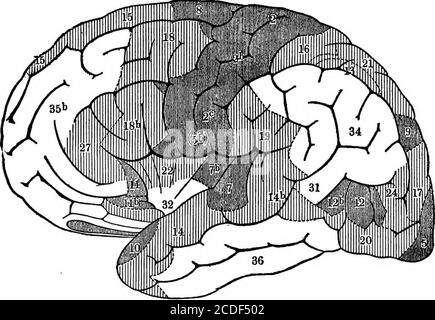 . Elemente der physiologischen Psychologie; eine Abhandlung über die Aktivitäten und die Natur des Geistes, aus der physischen und experimentellen Gesichtspunkten . ibres, und der Unterschiede, die theyanwesend in verschiedenen Teilen des Cortex, wurde verfolgt mit großer Kraft und Erfolg in den letzten Jahren. Die logischste orderfür die Darstellung dieses Themas würde sofort einige Rechenschaftlegung der Ergebnisse dieser histologischen Studien verlangen. Aber sie bedeuten mehr für den Leser, wenn er zum ersten Mal mit den Ergebnissen von anderen NERVÖSEN ELEMENTEN DER CORTEX 225 Arbeit in der Lokalisierung von Funktionen in bekannt gemacht Stockfoto