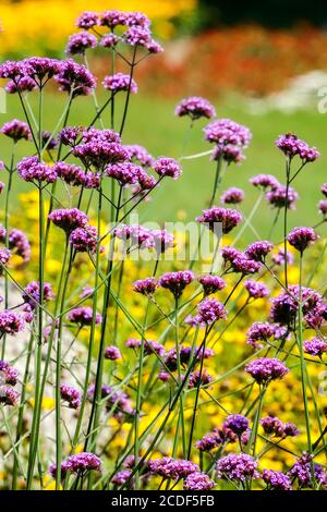Verbena bonariensis Sommergartenblumen Verbena bonariensis Stockfoto