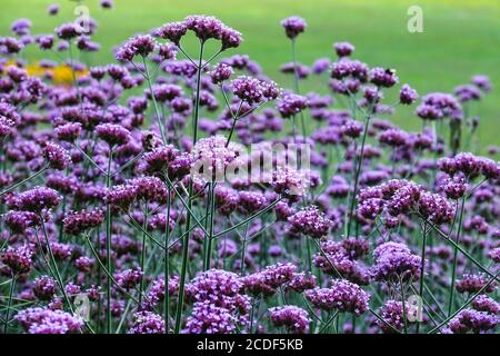 Brasilianische Verbena mauve Garten Hardy mehrjährige Pflanze Stockfoto