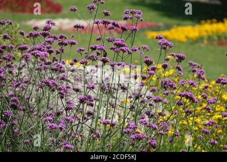 Brasilianische Verbena Garten Blumen Grenze Stockfoto