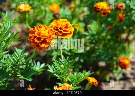 Helle und bunte lockige Blüten von schwarzhaarigen Blumen wachsen auf der Straße. Stockfoto