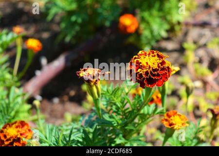 Helle und bunte lockige Blüten von schwarzhaarigen Blumen wachsen auf der Straße. Stockfoto