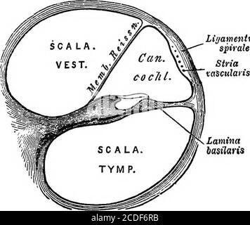 . Elemente der physiologischen Psychologie; eine Abhandlung über die Aktivitäten und die Natur des Geistes, aus der physischen und experimentellen Sicht . übereinstimmend, dass die Haarzellen Sinneszellen sind (VergleichenAbb. L 91, S. ^ § 31. Der terminale Nervenapparat, der das besondere Endorgan des Hörens bildet, ist durch seine überaus kompli-zitierte Struktur und sein auffallendes Aussehen bemerkenswert. Der Cochlea-Ast des Hörnervs durchdringt die Achse der Cochlea und gibt Offlaterale ab, die in die Kanäle der knöchernen Spiralmembran eindringen.Hier strahlen sie zur membranösen Spirallamina aus und sind verbunden Stockfoto