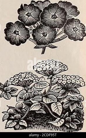 . Beckert Garten Feld und Blumensamen . FlowerSeeds, einschließlich der besten alten und neuen Sorten. Der Blumengarten hat keine Notwendigkeit mehr vernachlässigt, denn Samen von Pflanzen, die für jeden Zierzweck geeignet sind und einen weiten Bereich von Form und Farbe, Höhe und Gewohnheit und die ganze Jahreszeit mit ihrer Blüte abdecken, können hier gefunden werden. UNSERE BLUMENSAMEN-PAKETE sind groß und schön in Farben lithographiert, mit Anweisungen für Kultur auf einer Seite gedruckt; sie sind gut gefüllt mit getesteten Samen von starker Keimkraft. DIE ÜBERSCHRIFTEN DER FOLGENDEN DIVISIONEN – Wählen Sie Jahreszahlen für Bloom The FirstSe Stockfoto