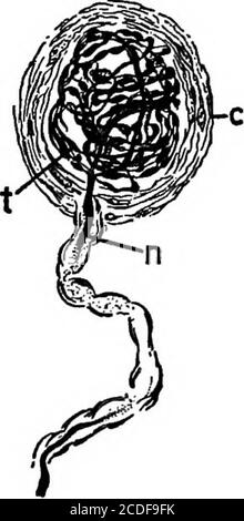 . Elemente der physiologischen Psychologie; eine Abhandlung über die Aktivitäten und die Natur des Geistes, aus der physischen und experimentellen Gesichtspunkten. L 69, S. Die am höchsten entwickelten Strukturen der kutanen Endorgane sind die Pacinian-Teilchen (VergleichenAbb. L 70, S. Sie sind größer als die anderen Formen, und ihre Kapsel besteht aus konzentrischen Platten des Bindegewebes wie die Schichten der Anonion. Jeder Pacinian Korpuskel wird atone Ende durch eine Nervenfaser, die verliert seine Myelinhülle im Inneren des Korpuskels, und, Pass-ing entlang der Achse, endet in der Nähe des anderen Endes.das Pacinian CO Stockfoto