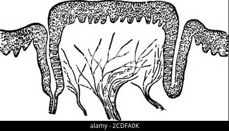 . Elemente der physiologischen Psychologie; eine Abhandlung über die Aktivitäten und die Natur des Geistes, von den physischen und experimentellen Gesichtspunkten . r häufiger Geschmack-Knospen, liegen zum größten Teil auf der Oberseite und Kanten der Zunge; Obwohl einige auftreten, auf dem weichen Gaumen, und sogar auf der Epiglottis und im Kehlkopf. Genauer gesagt befinden sie sich in den Papillen oder Projektionen, die der Zunge eine Raufläche geben. Die Rauheit ist jedoch hauptsächlich auf die filiformen Papillen zurückzuführen, die keine Geschmacksknospen enthalten; das latterbeing findet sich in den circumvallate Papillen (Abb. 65) auf der Rückseite Stockfoto