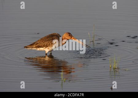 Uferschnepfe, Limosa Limosa Uferschnepfe Stockfoto