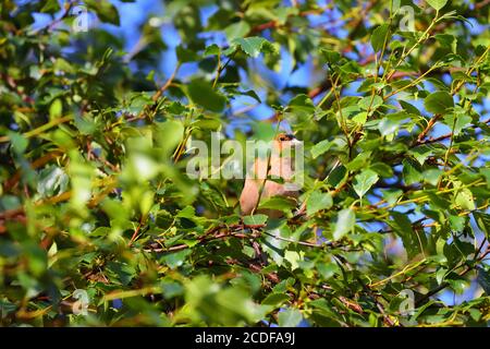 Ein Chaffinch versteckt in einem Baum an einem sonnigen Tag Stockfoto