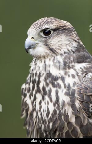 Falco Cherrug, Sakerfalke Stockfoto