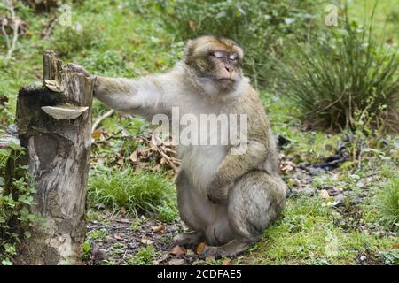 Magot, Macaca sylvanus, Barbary Macaque Stockfoto