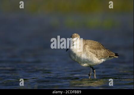 Catoptrophorus semipalmatus, Willet Stockfoto