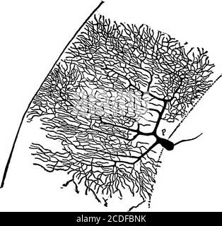 . Elemente der physiologischen Psychologie; eine Abhandlung über die Aktivitäten und die Natur des Geistes, aus der physischen und experimentellen Gesichtspunkten. Diese Fibrillen neigen längs des Axons und sind über weite Distanzen fortwährend; manyautorities folgern, dass sie der leitende Teil des Axons sind. Kurz gesagt, so wie eine mäßige Vergrößerung eines Nervs es zu einem Geflecht von Nervenfasern zeigt, so scheint eine höhere Vergrößerung, die auf die Singlefaser angewendet wird, zu zeigen, dass sie auch nur ein Bündel ist, und dass die wahre Einigkeit des Nervs das kleinste Fibrille ist. Es sollte jedoch erwähnt werden, dass, in unserer Stockfoto