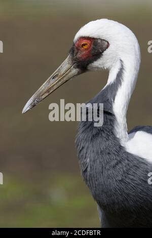 Grus Vipio, Weißnackenkran Stockfoto