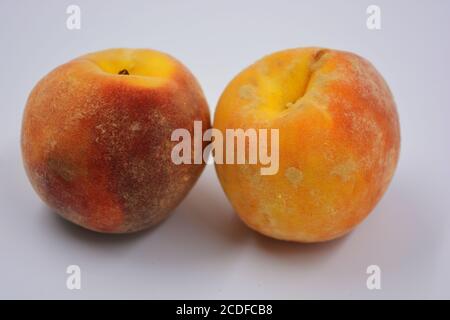 Zwei große reife rot-orange leckere Pfirsiche auf einem weißen Teller. Gesundes und wunderbares Essen für jeden Tag. Stockfoto