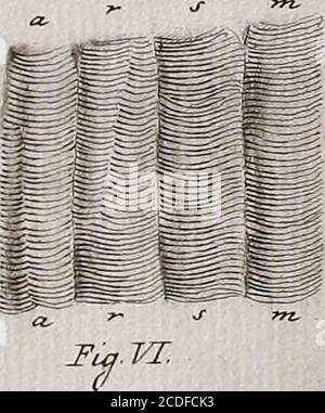 . Traité sur le vénin de la vipere, sur les poisons americains, sur le laurier-cerise et sur quelques autres poisons vegetaux. On y a Joint des Observations sur la structure primitive du Corps animal. Différentes expériences sur la Reproduktion des nerfs et la description d'un nouveau Canal de l'oeil . Tort. VI. Stockfoto