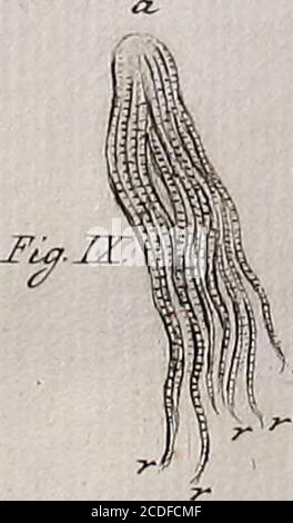 . Traité sur le vénin de la vipere, sur les poisons americains, sur le laurier-cerise et sur quelques autres poisons vegetaux. On y a Joint des Observations sur la structure primitive du Corps animal. Différentes expériences sur la Reproduktion des nerfs et la description d'un nouveau Canal de l'oeil . Stockfoto