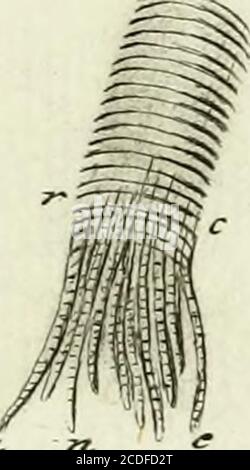 . Traité sur le vénin de la vipere, sur les poisons americains, sur le laurier-cerise et sur quelques autres poisons vegetaux. On y a Joint des Observations sur la structure primitive du Corps animal. Différentes expériences sur la Reproduktion des nerfs et la description d'un nouveau Canal de l'oeil . .-FCA-TLZ. Stockfoto