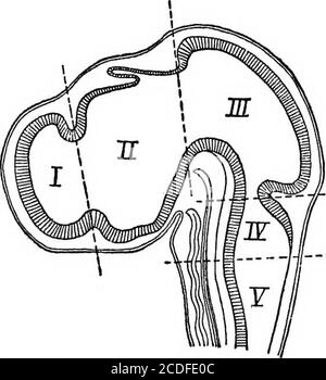 . Elemente der physiologischen Psychologie; eine Abhandlung über die Aktivitäten und die Natur des Geistes, aus der physischen und experimentellen Gesichtspunkten. ide,die corpora quadrigemina. Die Kavität des Neuralrohres bleibt hier klein und bildet das Aquädukt, das den Viertmit dem dritten Ventrikel verbindet. Im Zwischenhirn dehnt sich das Aquädukt in den dritten Ventrikel aus; und hier wird wieder die dorsale Wand des Tubus zu einer breiten, dünnen Membran, die in den Ventrikel gefaltet und Blutgefäße mit sich trägt. Während die zerebralen Hemisphären ihr enormes Wachstum durchlaufen, dehnt sich die Kavität mit ihnen aus, andrema Stockfoto