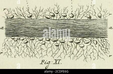 . Traité sur le vénin de la vipere, sur les poisons americains, sur le laurier-cerise et sur quelques autres poisons vegetaux. On y a Joint des Observations sur la structure primitive du Corps animal. Différentes expériences sur la Reproduktion des nerfs et la description d'un nouveau Canal de l'oeil . *- Wt-. Stockfoto