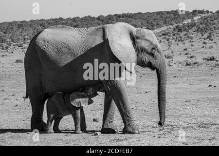 Neugeborenes Elefantenkalb säugt von seiner Mutter Stockfoto